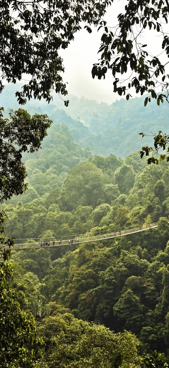 rainforest biodiversity App 形态对照页截图，屏幕上是一组逐项选择的叶形对照题，右侧显示候选条目由 20 条收窄到 4 条的进度提示